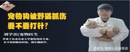 宠物狗被野猫抓伤要不要打针？宠物医”